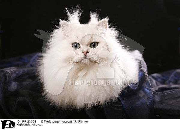 Highlander she-cat / RR-23024