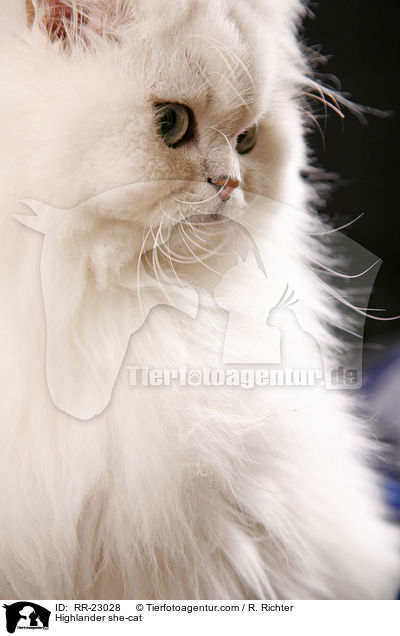 Highlander Ktzin / Highlander she-cat / RR-23028