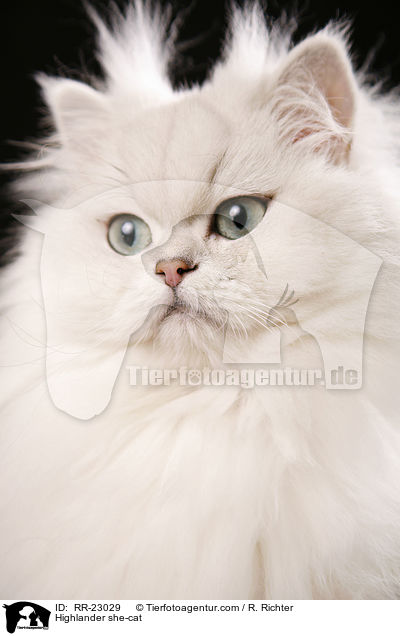 Highlander Ktzin / Highlander she-cat / RR-23029