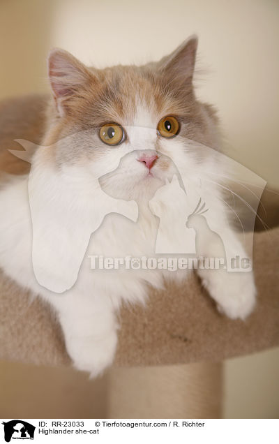 Highlander she-cat / RR-23033
