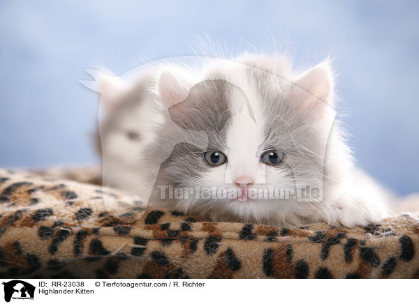 Highlander Ktzchen / Highlander Kitten / RR-23038
