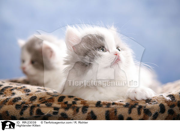 Highlander Kitten / RR-23039