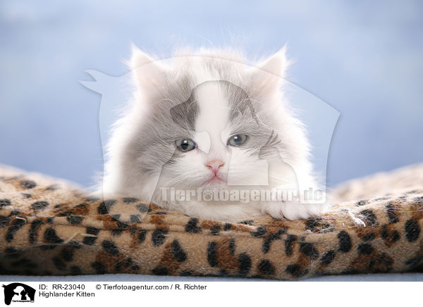 Highlander Kitten / RR-23040