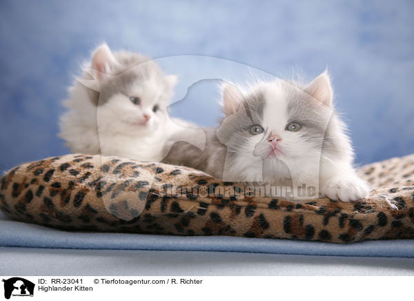 Highlander Kitten / RR-23041