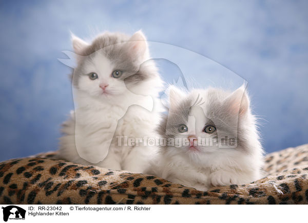 Highlander Kitten / RR-23042