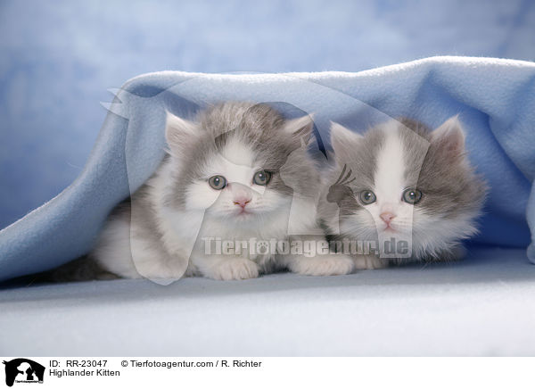 Highlander Kitten / RR-23047