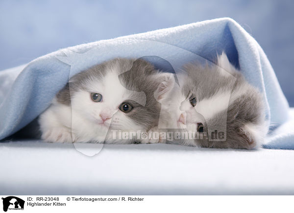 Highlander Kitten / RR-23048