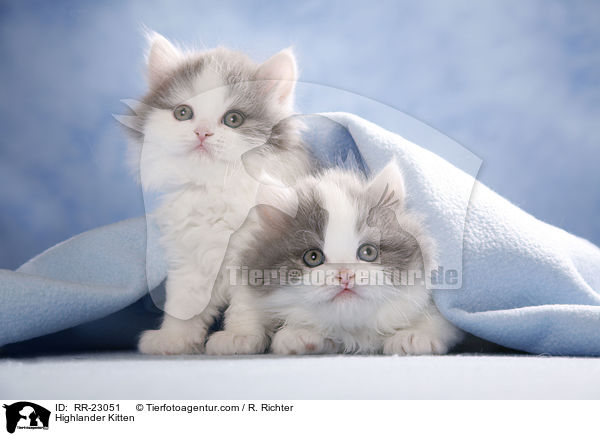 Highlander Kitten / RR-23051