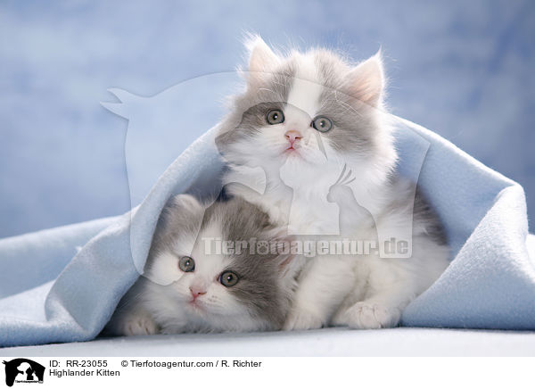 Highlander Kitten / RR-23055