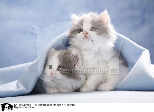 Highlander Kitten / RR-23056