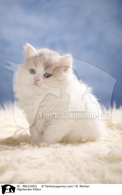 Highlander Kitten / RR-23063