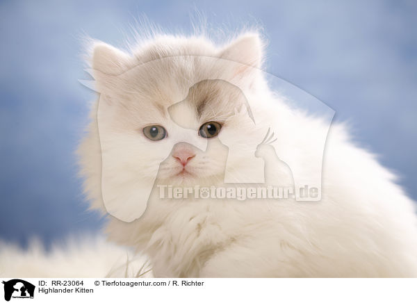 Highlander Kitten / RR-23064