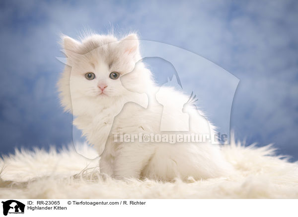 Highlander Kitten / RR-23065