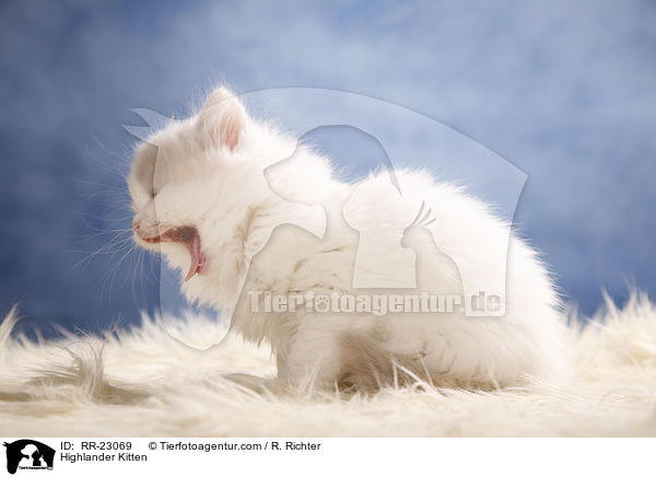 Highlander Kitten / RR-23069