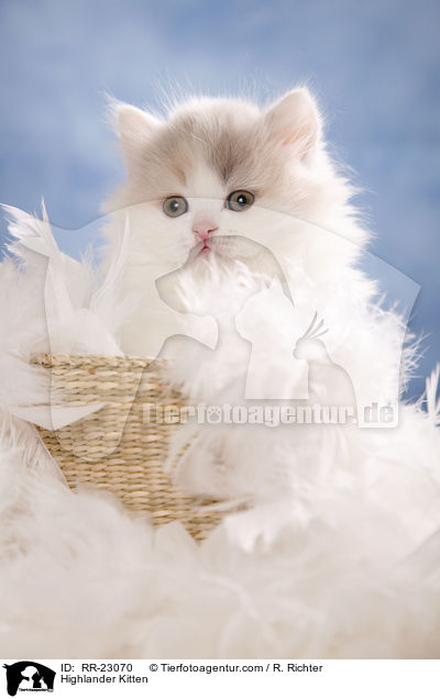 Highlander Kitten / RR-23070