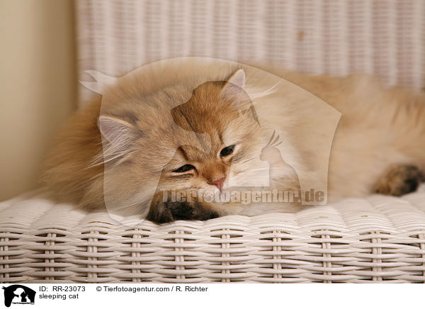 sleeping cat / RR-23073