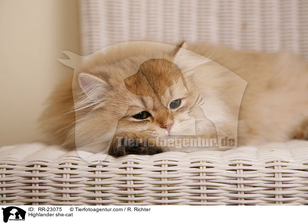 Highlander she-cat / RR-23075