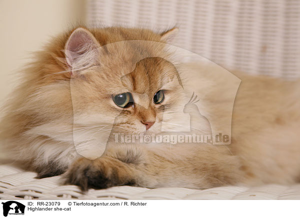 Highlander she-cat / RR-23079