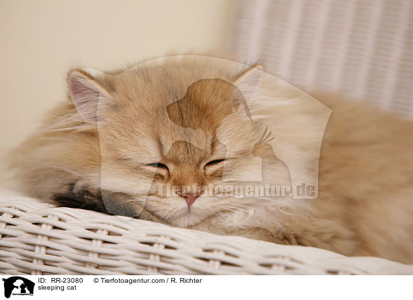 sleeping cat / RR-23080