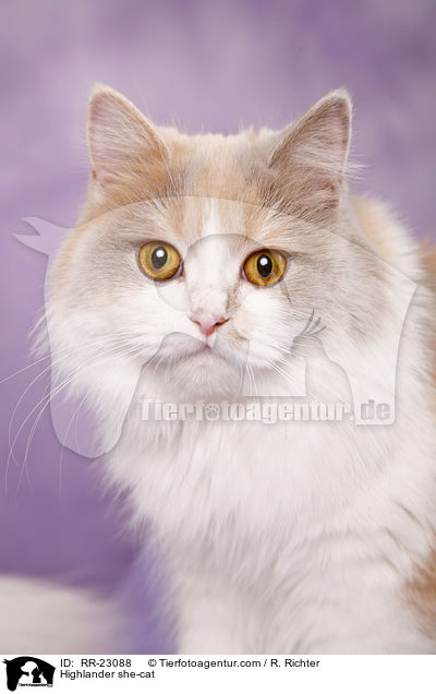 Highlander Ktzin / Highlander she-cat / RR-23088