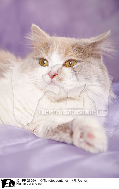 Highlander Ktzin / Highlander she-cat / RR-23090