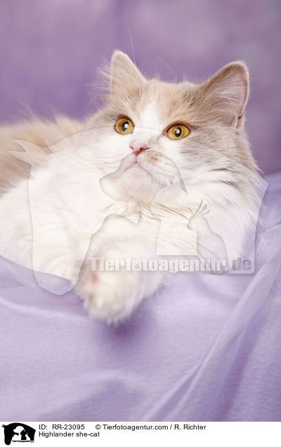 Highlander Ktzin / Highlander she-cat / RR-23095