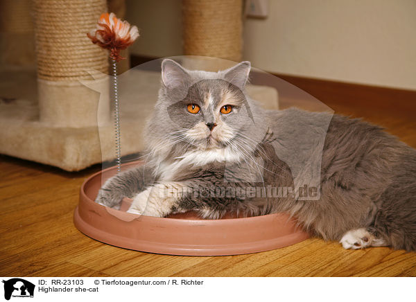 Highlander Ktzin / Highlander she-cat / RR-23103