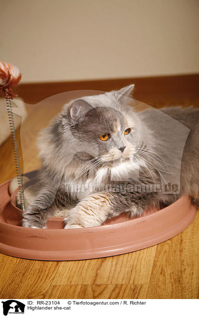 Highlander Ktzin / Highlander she-cat / RR-23104