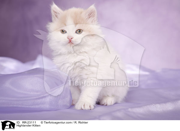 Highlander Ktzchen / Highlander Kitten / RR-23111