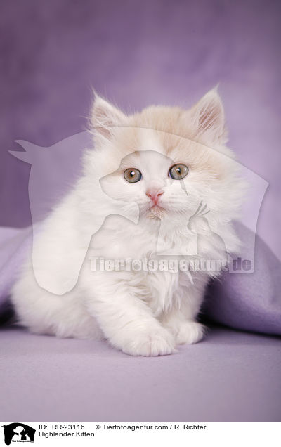 Highlander Ktzchen / Highlander Kitten / RR-23116