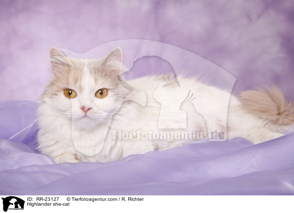 Highlander Ktzin / Highlander she-cat / RR-23127