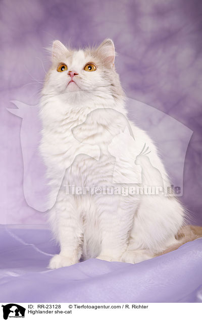 Highlander she-cat / RR-23128