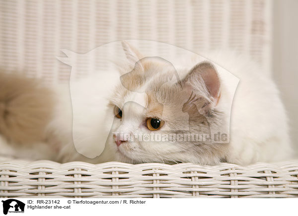 Highlander she-cat / RR-23142