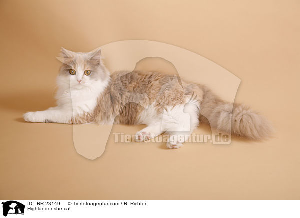 Highlander Ktzin / Highlander she-cat / RR-23149