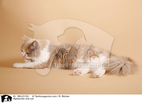 Highlander Ktzin / Highlander she-cat / RR-23150