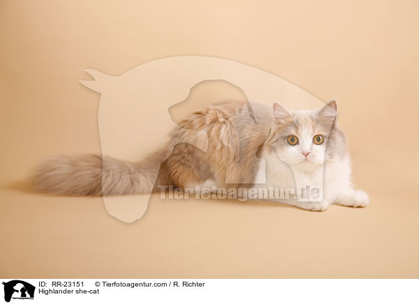 Highlander Ktzin / Highlander she-cat / RR-23151