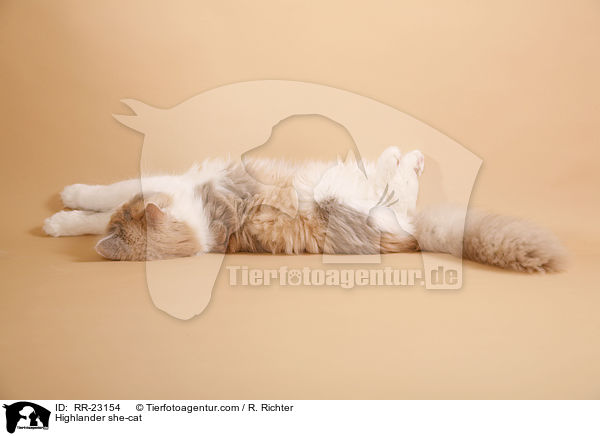 Highlander she-cat / RR-23154
