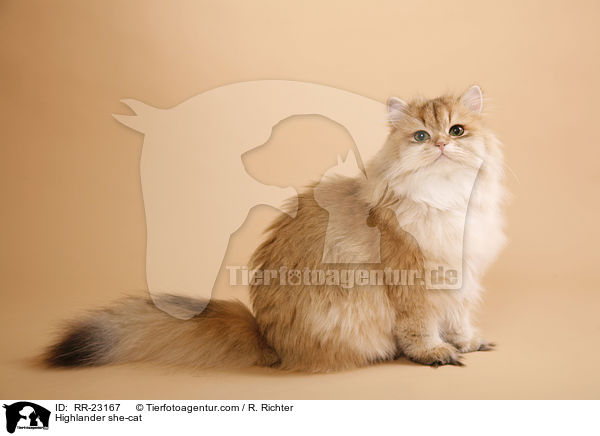 Highlander she-cat / RR-23167