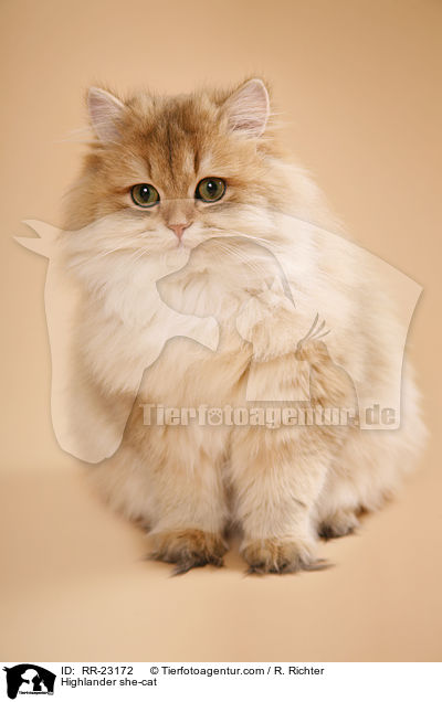 Highlander she-cat / RR-23172