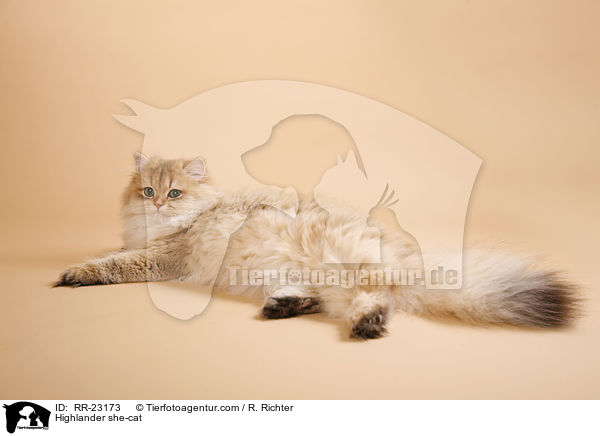 Highlander she-cat / RR-23173