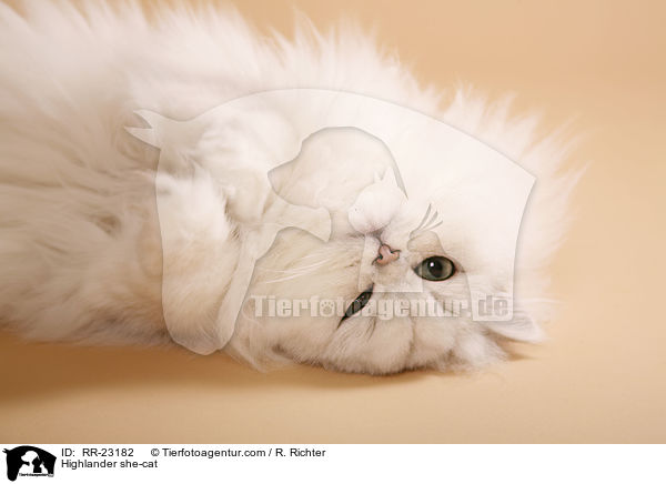 Highlander she-cat / RR-23182