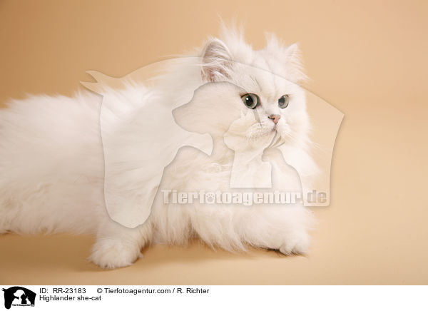 Highlander Ktzin / Highlander she-cat / RR-23183
