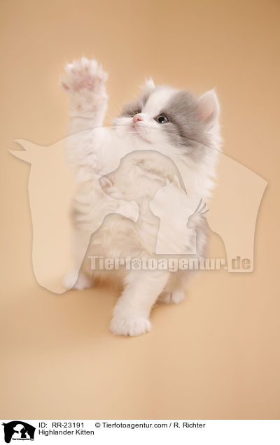 Highlander Kitten / RR-23191