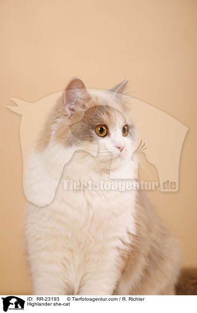 Highlander Ktzin / Highlander she-cat / RR-23193