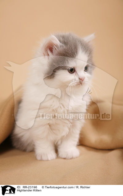Highlander Kitten / RR-23196