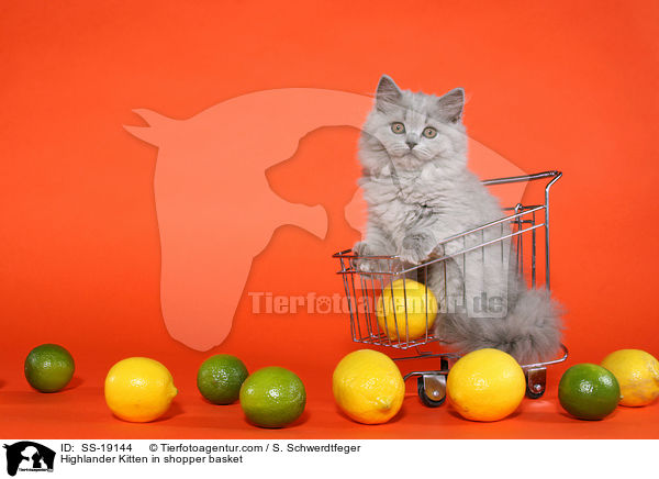 Highlander Kitten in shopper basket / SS-19144