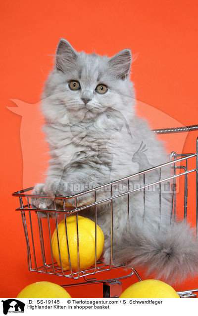 Highlander Kitten in shopper basket / SS-19145