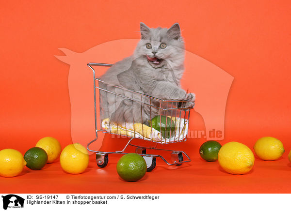 Highlander Kitten in shopper basket / SS-19147
