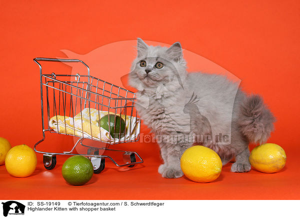Britisch Langhaar Ktzchen mit Einkaufskorb / Highlander Kitten with shopper basket / SS-19149
