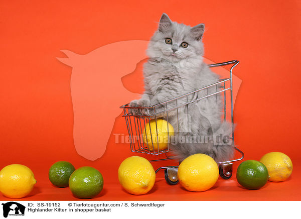 Highlander Kitten in shopper basket / SS-19152